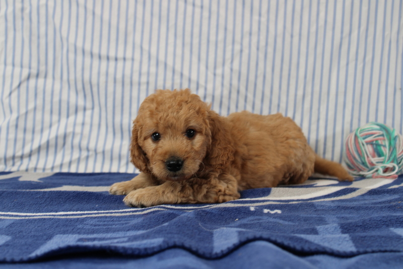 puppy, for, sale, Mini Golden Doodle F1, Matthew B. Stoltzfus, dog, breeder, Gap, PA, dog-breeder, puppy-for-sale, forsale, nearby, find, puppyfind, locator, puppylocator, aca